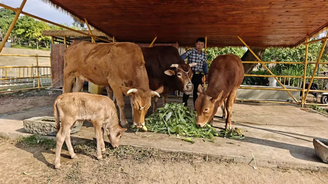 沙溪“冠军牛”又生了！快来看看长啥样