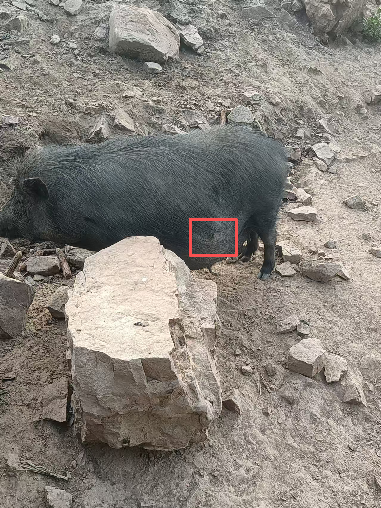 “今天扎野猪，明天可能就扎到人”，无人机搭载利刃狩猎或涉犯罪