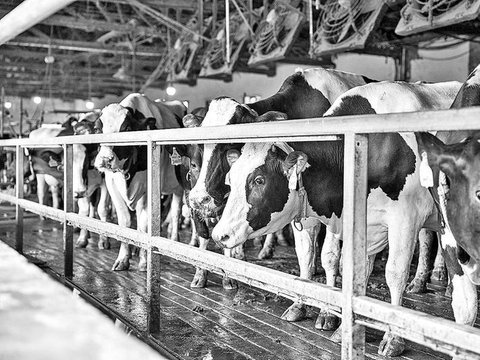 抓好这五点 奶牛多产奶