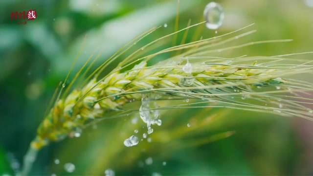 经纬线·写进中央一号文件的“菜篮子”，如何守护热气腾腾的中国？