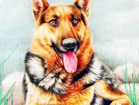 低调又聪明,福气运气双红火,新一年在赚钱方面顺风顺水的生肖