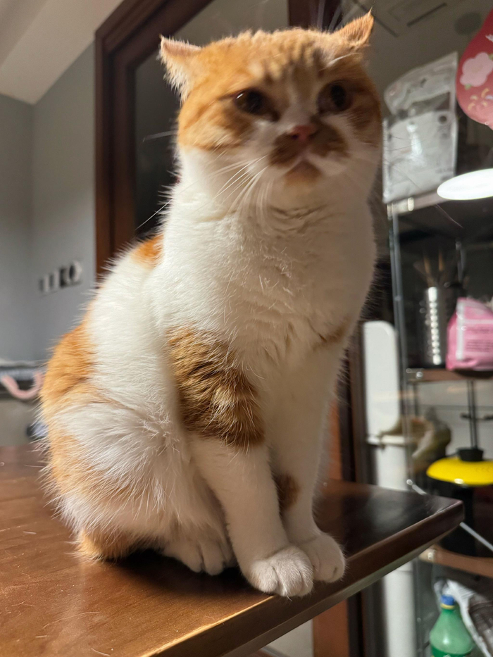 宝宝否认瘦身称全身肉肉