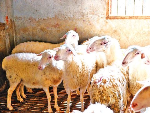 春季养羊的四忌与四宜